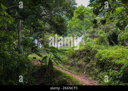 Ein Schotterweg mit Vegetation in einem Park Stockfoto