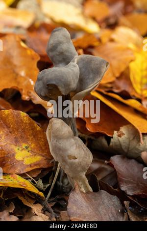 Helvella lacunosa, Elfin-Sattelpilze, wächst im Oktober in England, Großbritannien, unter Herbstblättern auf Waldboden Stockfoto