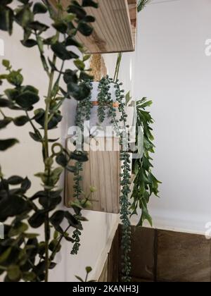 Eine vertikale Aufnahme von verschiedenen weißen Topfpflanzen mit Holzregalen in einem Raum Stockfoto