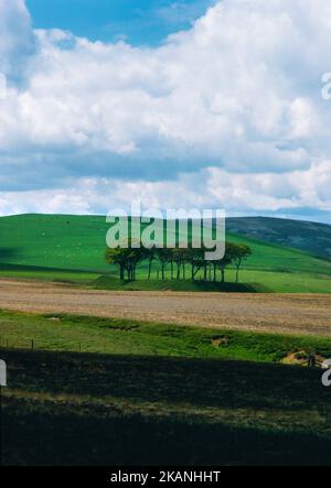 Green Castle Iron Age dreieckige Festung am Ufer des Newland's Burn, East Lothian, Schottland, Großbritannien, mit Blick S von den B6355 Duns zur Gifford Road. Stockfoto