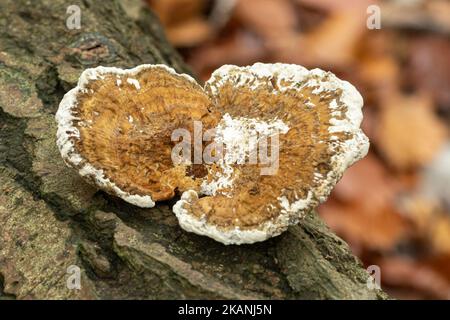 Daedaleopsis confragosa, Blushing Bracket Pilzes, auf einem gefallenen Baum im Herbst, England, Großbritannien Stockfoto