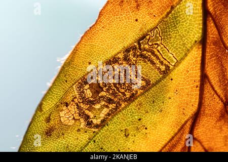 Stigmella tititirella, Blattbergwerk-Galerie des Blattbergbaumotten auf europäischem Buchenblatt (Fagus sylvatica) im Herbst, England, Großbritannien Stockfoto