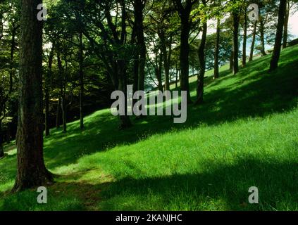 Blick nordwestlich einer der spätbronzezeitlichen Häuserplattformen (Mitte) in einer Plantage an der SW-Flanke von Normannill Rig, South Lanarkshire, Schottland, Großbritannien. Stockfoto