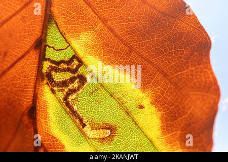 Stigmella tititirella, Blattbergwerk-Galerie des Blattbergbaumotten auf europäischem Buchenblatt (Fagus sylvatica) im Herbst, England, Großbritannien Stockfoto