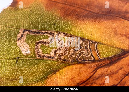 Stigmella tititirella, Blattbergwerk-Galerie des Blattbergbaumotten auf europäischem Buchenblatt (Fagus sylvatica) im Herbst, England, Großbritannien Stockfoto