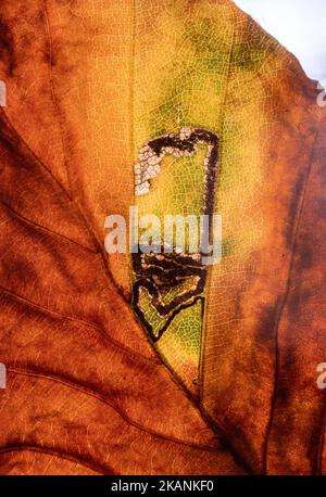 Stigmella tititirella, Blattbergwerk-Galerie des Blattbergbaumotten auf europäischem Buchenblatt (Fagus sylvatica) im Herbst, England, Großbritannien Stockfoto