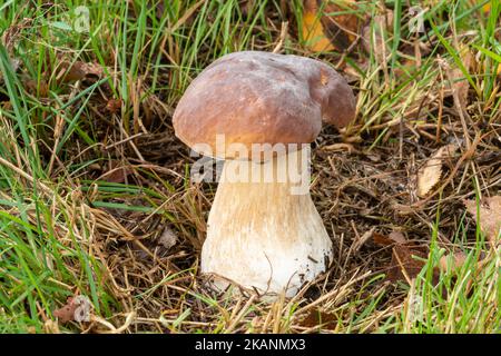 Boletus edulis Pilz Toadstool, ein essbarer Pilz mit den gebräuchlichen Namen cep, Penny Bun, Steinpilze, Steinpilz, im Grasland, England, Großbritannien, im Herbst Stockfoto