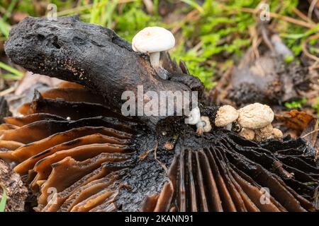 Pulverförmige Huckepack-Pilze oder Toadstools (Asterophora lycoperdoides), die im Spätherbst auf einem geschwärzten, verfallenden Pilz wachsen, Surrey, Großbritannien Stockfoto