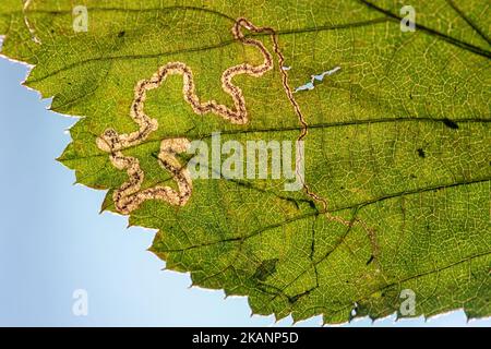 Blattbergwerk Galerie der Motte Stigmella sp. (Wahrscheinlich S. splendidissimella) auf Rubus fruticosus agg. Blatt (Brombeere, Bramble) im Herbst, England, UK Stockfoto