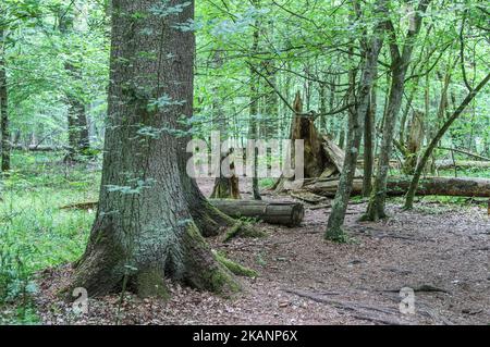 Die Zone des Biosphärenreservats Bialowieza Forest ist am 15. Juni 2017 in Bialoweza, Polen, zu sehen. Der Bialowieza-Wald ist einer der letzten und größten verbleibenden Teile des immensen Urwaldes, der sich einst über die Europäische Ebene erstreckte. Der Wald beherbergt 800 europäische Bisons, Europas schwerstes Landtier. (Foto von Michal Fludra/NurPhoto) *** Bitte nutzen Sie die Gutschrift aus dem Kreditfeld *** Stockfoto