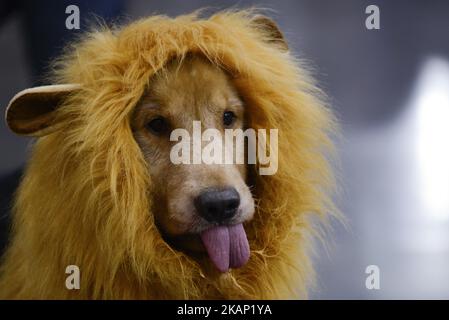 Ein Hund besucht die Thailand International Dog Show 2017 in Bangkok, Thailand, 2. Juli 2017. Die Aussteller der Thailand International Dog Show präsentieren eine breite Palette der neuesten Hundepflegeprodukte und -Dienstleistungen, von Hundefutter, Hundemode-Appareln und -Accessoires, Hundepflege- und -Pflege-Produkten bis hin zu medizinischen Dienstleistungen. (Foto von Anusak Laowias/NurPhoto) *** Bitte nutzen Sie die Gutschrift aus dem Kreditfeld *** Stockfoto