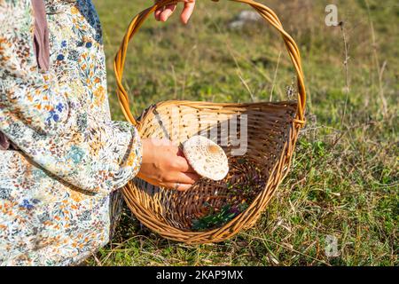 Eine Frau in einem Kleid mit Pflanzen- und Blumenmuster pflückt Pilze auf einem Pfad, der mit Blättern im Wald bedeckt ist, in einem Korb mit Griff Stockfoto