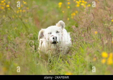 Weißer, Flach Beschichteter Retriever Stockfoto