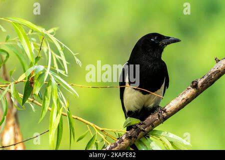 Eine Nahaufnahme eines eurasischen Elbenvogels, der auf einem Ast thront Stockfoto