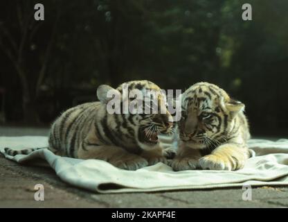 Am 4. August 2017 wurden im Zoo von Bandung in West-Java, Indonesien, 39-Tage-Babys von bengalischen Tigern der Öffentlichkeit vorgestellt. Die beiden im Bandung Zoo geborenen bengalischen Tiger stammen von einem Elternpaar namens Shilla (8) und Shahruk Khan (15). Der bengalische Tiger wird aufgrund von Jagd und Konflikten mit Menschen immer knapper. (Foto von Dasril Roszandi/NurPhoto) *** Bitte nutzen Sie die Gutschrift aus dem Kreditfeld *** Stockfoto