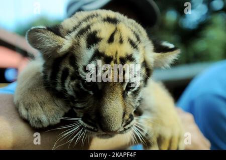 Am 4. August 2017 wurden im Zoo von Bandung in West-Java, Indonesien, 39-Tage-Babys von bengalischen Tigern der Öffentlichkeit vorgestellt. Die beiden im Bandung Zoo geborenen bengalischen Tiger stammen von einem Elternpaar namens Shilla (8) und Shahruk Khan (15). Der bengalische Tiger wird aufgrund von Jagd und Konflikten mit Menschen immer knapper. (Foto von Dasril Roszandi/NurPhoto) *** Bitte nutzen Sie die Gutschrift aus dem Kreditfeld *** Stockfoto