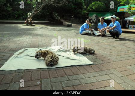 Am 4. August 2017 wurden im Zoo von Bandung in West-Java, Indonesien, 39-Tage-Babys von bengalischen Tigern der Öffentlichkeit vorgestellt. Die beiden im Bandung Zoo geborenen bengalischen Tiger stammen von einem Elternpaar namens Shilla (8) und Shahruk Khan (15). Der bengalische Tiger wird aufgrund von Jagd und Konflikten mit Menschen immer knapper. (Foto von Dasril Roszandi/NurPhoto) *** Bitte nutzen Sie die Gutschrift aus dem Kreditfeld *** Stockfoto