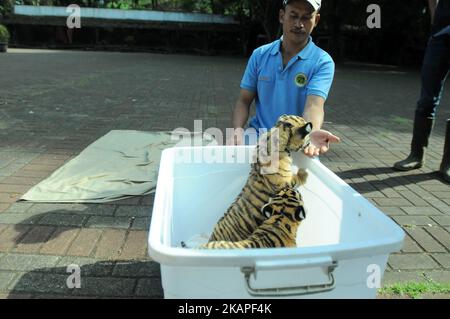 Am 4. August 2017 wurden im Zoo von Bandung in West-Java, Indonesien, 39-Tage-Babys von bengalischen Tigern der Öffentlichkeit vorgestellt. Die beiden im Bandung Zoo geborenen bengalischen Tiger stammen von einem Elternpaar namens Shilla (8) und Shahruk Khan (15). Der bengalische Tiger wird aufgrund von Jagd und Konflikten mit Menschen immer knapper. (Foto von Dasril Roszandi/NurPhoto) *** Bitte nutzen Sie die Gutschrift aus dem Kreditfeld *** Stockfoto