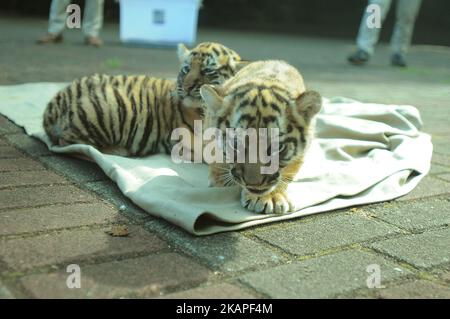 Am 4. August 2017 wurden im Zoo von Bandung in West-Java, Indonesien, 39-Tage-Babys von bengalischen Tigern der Öffentlichkeit vorgestellt. Die beiden im Bandung Zoo geborenen bengalischen Tiger stammen von einem Elternpaar namens Shilla (8) und Shahruk Khan (15). Der bengalische Tiger wird aufgrund von Jagd und Konflikten mit Menschen immer knapper. (Foto von Dasril Roszandi/NurPhoto) *** Bitte nutzen Sie die Gutschrift aus dem Kreditfeld *** Stockfoto