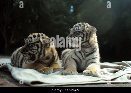 Am 4. August 2017 wurden im Zoo von Bandung in West-Java, Indonesien, 39-Tage-Babys von bengalischen Tigern der Öffentlichkeit vorgestellt. Die beiden im Bandung Zoo geborenen bengalischen Tiger stammen von einem Elternpaar namens Shilla (8) und Shahruk Khan (15). Der bengalische Tiger wird aufgrund von Jagd und Konflikten mit Menschen immer knapper. (Foto von Dasril Roszandi/NurPhoto) *** Bitte nutzen Sie die Gutschrift aus dem Kreditfeld *** Stockfoto