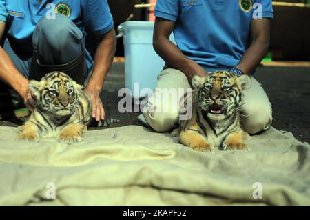 Am 4. August 2017 wurden im Zoo von Bandung in West-Java, Indonesien, 39-Tage-Babys von bengalischen Tigern der Öffentlichkeit vorgestellt. Die beiden im Bandung Zoo geborenen bengalischen Tiger stammen von einem Elternpaar namens Shilla (8) und Shahruk Khan (15). Der bengalische Tiger wird aufgrund von Jagd und Konflikten mit Menschen immer knapper. (Foto von Dasril Roszandi/NurPhoto) *** Bitte nutzen Sie die Gutschrift aus dem Kreditfeld *** Stockfoto