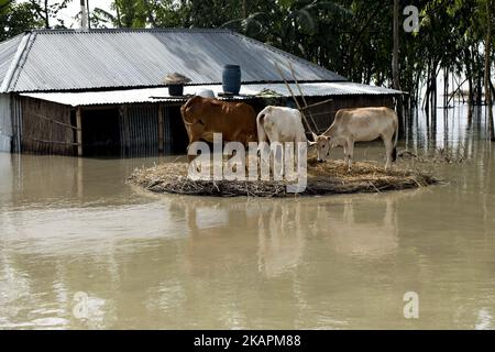 Überschwemmungsgebiet in Jamtola, Bogra, Bangladesch 17. August 2017. Nach Angaben der Behörden haben Überschwemmungen, die in der vergangenen Woche durch starke Regenfälle in Bangladesch verursacht wurden, mindestens 56 Tote verursacht. Die betroffenen Menschen warten darauf, mehr Hilfe zu erhalten, da sie in den Schutzzentren an Nahrungsmitteln und Trinkwasser mangelt. (Foto von KM Asad/NurPhoto) Stockfoto