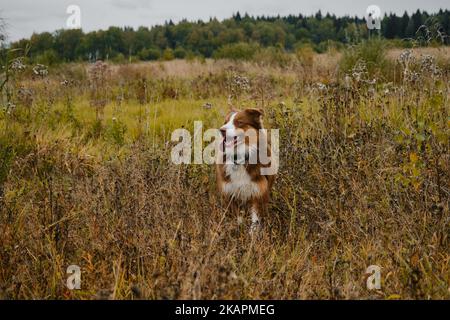 Schöner Vollblut-Hund steht im Feld auf trockenem gelbem Gras und lächelt mit hervorstachelter Zunge. Verrücktes Gesicht, lustige Emotionen. Australisch rote Trikolore. B Stockfoto