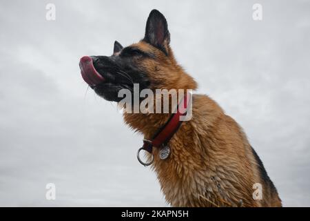 Porträt des Schäferhundes auf Weitwinkel, Bodenansicht gegen grau bewölkten Himmel. Hund steht draußen und schaut in die Ferne. Licks schwarze Nase mit t Stockfoto
