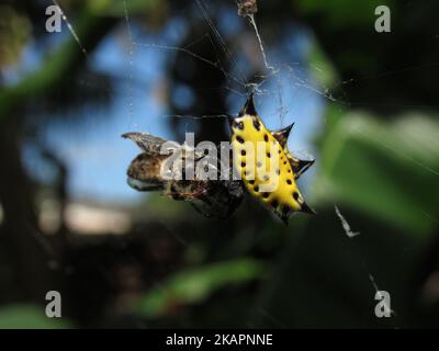 Eine Nahaufnahme der gelben Gasteracantha cancriformis, spinybacked Orbweaver mit Beute auf dem Spinnennetz. Stockfoto