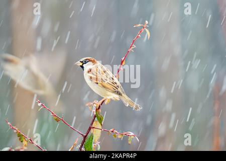 Eine Nahaufnahme eines niedlichen Sperabs, der auf einem Ast mit verwacklungsunem, schneebedeckten Hintergrund sitzt Stockfoto