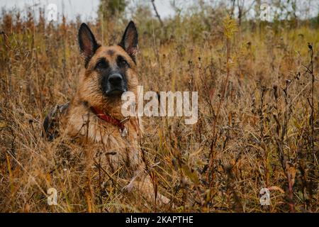 Schwarz rot Deutscher Schäferhund liegend und ruht im Herbst Feld. Trockenes, gelbes Gras im Vordergrund, nicht fokussiert, wolkig. Serious Vollblut Hund auf Stockfoto