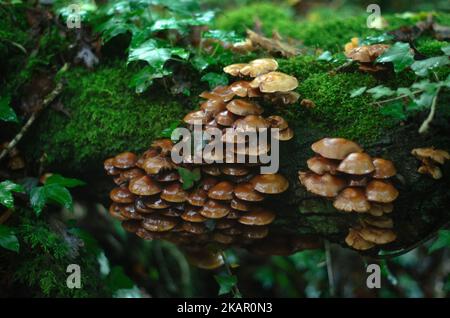 Pilze und Moos wachsen auf einem umgestürzten Baum Stockfoto