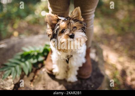 Schöner yorkshire Terrier Hund, der aufschaut. Warmer Herbstsonniger Tag. Kleiner und treuer Freund. Weicher, selektiver Fokus Stockfoto