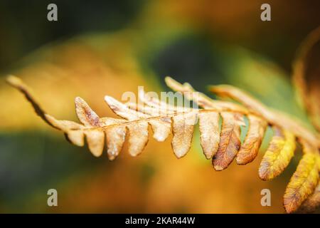 Eine Nahaufnahme eines einzelnen trockenen braunen Farnzweig Stockfoto