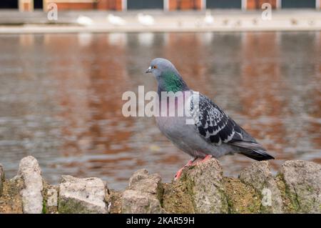 Windsor, Großbritannien. 3.. November 2022. Schwäne, Gänse, Enten, Möwen und Tauben auf und an der Themse in Windsor in der Hoffnung, von Passanten gefüttert zu werden. Zum gegenwärtigen Zeitpunkt hat der Ausbruch der Vogelgrippe Windsor noch nicht erreicht. Die Zahl der Schwäne an der Themse in Windsor ist zurückgegangen, da traurigerweise eine Reihe der Schwäne und Cygnets aus dem letzten Jahr Anfang dieses Jahres nach dem damaligen Ausbruch der Vogelgrippe verstarb. Am Montag, den 7.. November 2022, wird eine nationale Wohnungsordnung eingeführt, die es den Vogelbeobachtern und Landwirten als gesetzliche Verpflichtung einführt, ihre Herden wie Hühner und Truthähne zu beherbergen, um die zu stoppen Stockfoto