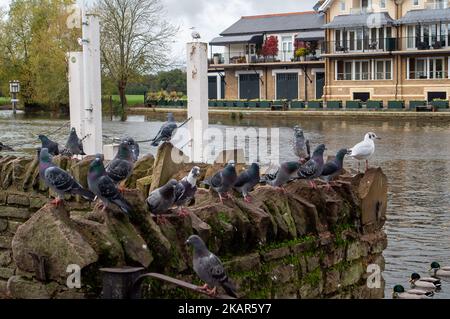 Windsor, Großbritannien. 3.. November 2022. Schwäne, Gänse, Enten, Möwen und Tauben auf und an der Themse in Windsor in der Hoffnung, von Passanten gefüttert zu werden. Zum gegenwärtigen Zeitpunkt hat der Ausbruch der Vogelgrippe Windsor noch nicht erreicht. Die Zahl der Schwäne an der Themse in Windsor ist zurückgegangen, da traurigerweise eine Reihe der Schwäne und Cygnets aus dem letzten Jahr Anfang dieses Jahres nach dem damaligen Ausbruch der Vogelgrippe verstarb. Am Montag, den 7.. November 2022, wird eine nationale Wohnungsordnung eingeführt, die es den Vogelbeobachtern und Landwirten als gesetzliche Verpflichtung einführt, ihre Herden wie Hühner und Truthähne zu beherbergen, um die zu stoppen Stockfoto