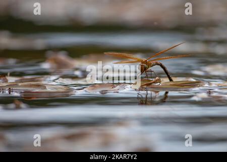 Libelle (Odenata) sitzt auf einem Blatt. Ein Insekt aus Norwegen. Sieht aus wie ein Hubschrauber. Das Insekt fliegt nahe am Wasser und legt die Eier ab. Stockfoto