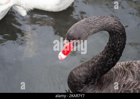 Windsor, Großbritannien. 3.. November 2022. Schwäne, Gänse, Enten, Möwen und Tauben auf und an der Themse in Windsor in der Hoffnung, von Passanten gefüttert zu werden. Zum gegenwärtigen Zeitpunkt hat der Ausbruch der Vogelgrippe Windsor noch nicht erreicht. Die Zahl der Schwäne an der Themse in Windsor ist zurückgegangen, da traurigerweise eine Reihe der Schwäne und Cygnets aus dem letzten Jahr Anfang dieses Jahres nach dem damaligen Ausbruch der Vogelgrippe verstarb. Am Montag, den 7.. November 2022, wird eine nationale Wohnungsordnung eingeführt, die es den Vogelbeobachtern und Landwirten als gesetzliche Verpflichtung einführt, ihre Herden wie Hühner und Truthähne zu beherbergen, um die zu stoppen Stockfoto