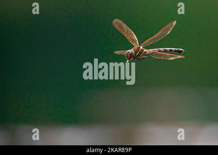 Fliegende Libelle in der Luft (Odenata). Ein Insekt aus Norwegen. Sieht aus wie ein Hubschrauber. Das Insekt fliegt nahe am Wasser und legt die Eier ab. Stockfoto