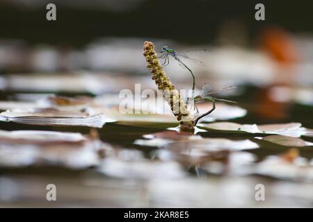 Libelle (Odenata) sitzt auf einem Blatt. Ein Insekt aus Norwegen. Sieht aus wie ein Hubschrauber. Das Insekt fliegt nahe am Wasser und legt die Eier ab. Stockfoto