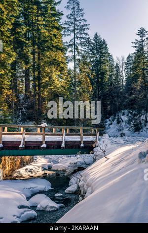 Kleine Holzbrücke über einen Fluss in einem Bergtal. Fichtenwald. Ein Bergpfad in den Żywiec Beskids Stockfoto