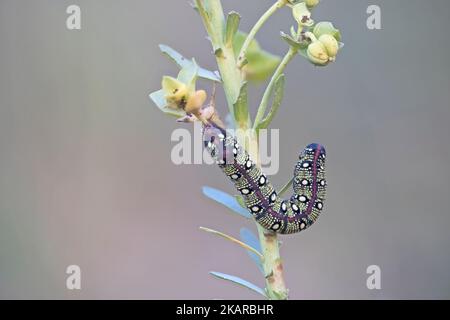 Spurge Hawkmoth Raupe (Hyles eumorbiae) Fütterung an Sea Spurge (Eforbia paralias) Snettisham UK GB Oktober 2022 gestapelt Stockfoto