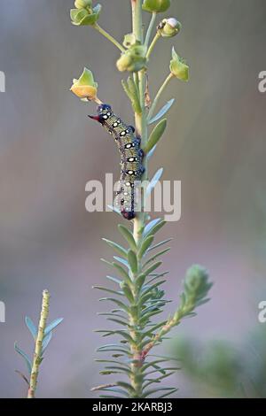 Spurge Hawkmoth Raupe (Hyles eumorbiae) Fütterung an Sea Spurge (Eforbia paralias) Snettisham UK GB Oktober 2022 gestapelt Stockfoto