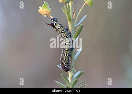 Spurge Hawkmoth Raupe (Hyles eumorbiae) Fütterung an Sea Spurge (Eforbia paralias) Snettisham UK GB Oktober 2022 gestapelt Stockfoto