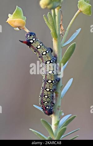 Spurge Hawkmoth Raupe (Hyles eumorbiae) Fütterung an Sea Spurge (Eforbia paralias) Snettisham UK GB Oktober 2022 gestapelt Stockfoto