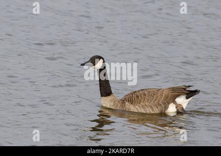 Canada Goose, Branta canadensis, mit Bein durch verwickelte Angelschnur verletzt Stockfoto