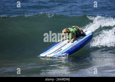 Ein Surfhund reitet eine Welle während des Surf City Surf Dog Wettbewerbs in Huntington Beach California am 23. September 2017. Über 40 Hunde aus den USA, Brasilien und Kanada nahmen an dem jährlichen Surf City Surf Dog Competition Teil, bei dem Hunde alleine oder im Tandem mit ihren Menschen surfte.(Foto: Ronen Tivony) (Foto: Ronen Tivony/NurPhoto) Stockfoto