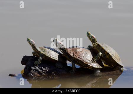 Rotohrige Slider, Trachemys scripta elegans, Trio, das sich auf Log sonnt Stockfoto