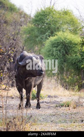 Ein erwachsener männlicher afrikanischer Büffel, Syncerus Caffer im Gras, Okavango Delta, Botswana Afrika. Große fünf afrikanische Tierkopien Stockfoto