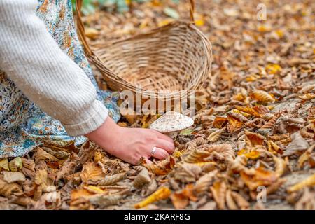 Eine Frau in einem Kleid mit Pflanzen- und Blumenmuster pflückt Pilze auf einem Pfad, der mit Blättern im Wald bedeckt ist, in einem Korb mit Griff Stockfoto